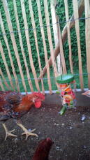 En kylling som hakker en Caddi Godbit med litt grønnsaker i.