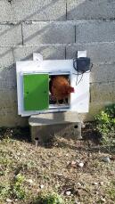 Omlet grønn automatisk hønsegårdsdør festet til hønsehus med kylling i døren