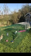 En lang kaninløp i en hage