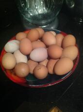 Disse eggene ble lagt av to kyllinger på to uker