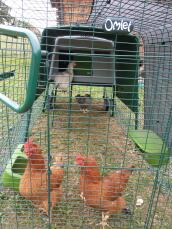 Kyllinger inne i et løp festet til en stor grønn Eglu Cube -hønsegård