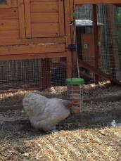 Kyllinger utenfor tre hønsegård med Omlet Caddi kylling Godbit holder