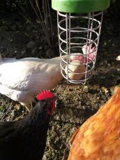 Tre kyllinger, en hvit, en svart og en oransje som spiser en ernæringsball fra en Caddi
