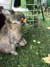 En kanin som spiser en gulrot fra en Godbitholder