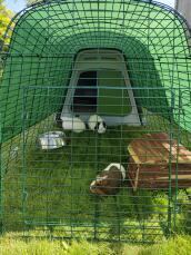 Tre marsvin i innhegningen til den grønne hytta deres