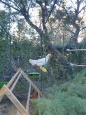 En hvit kylling på en kyllinghuske i en hage