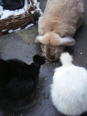 Kanin og to kyllinger som spiser av bakken