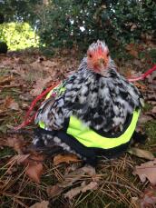 En kylling i en synlig jakke satt ute i noen høstløv
