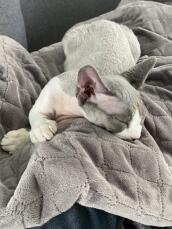 En grå kattunge som nyter teppet sitt