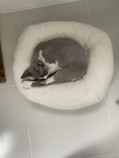 En grå katt som sover fredelig i sin hvite smultringformede seng