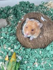 Hamsterhulen vår elsker den nye kokosnøtthytten hennes