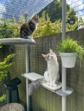 To katter i en solrik hage, sittende på kattetreet sitt