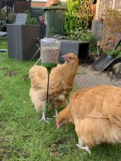 To kyllinger som plukker frø fra hakkeleketøyet sitt
