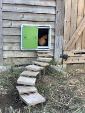 En grønn automatisk hønsegårdsdør montert på et hønsehus i tre