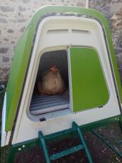 En kylling som hviler i det grønne huset hennes
