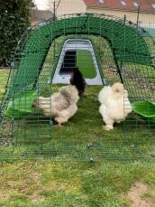 Tre små kyllinger som vandrer i gårdsdriften deres