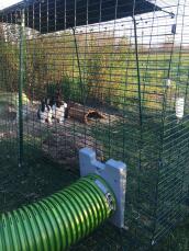 Kaniner i Omlet Zippi kanin lekegrind med Omlet Zippi tunnel festet