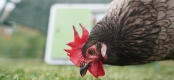 En brun kylling som hakker på gresset med et hønsehus i bakgrunnen