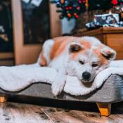 Søt hund som ligger på Omlet Topology hundeseng med saueskinnstopper og firkantede treføtter