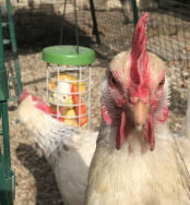 Et nærbilde av en kylling med en hakkeleke i bakgrunnen.