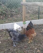 Fire forskjellige fargede høner som spiser av en Godbitpikkleke