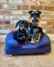To små hunder på en blå seng med treføtter
