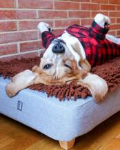 En hund som er fornøyd med sengen sin og den brune mikrofibertoppen