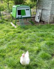 Stort hønsehus installert i innhegningen: hønene har det bra
