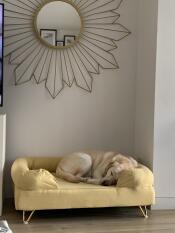 En hund som sover på sin gule støtteseng
