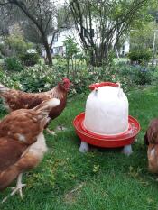 Kyllinger samles for en drink!