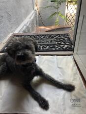 Hund som ligger på Omlet kjølende hundematte