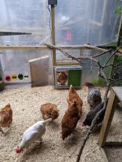 Noen kyllinger utenfor gården deres med automatisk hønsegårdsdør