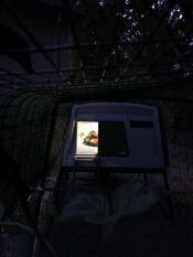 Kylling inne i et Cube med lys på om natten