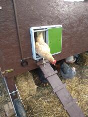 Kylling som kommer ut av trehus med Omlet automatisk hønsegårdsdør