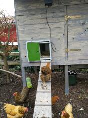En kylling som går opp en rampe inn i et hønsehus med en automatisk døråpner festet.