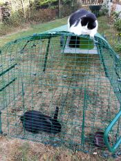 En katt på toppen av en Eglu Go -forlengelse som ser på noen kaniner