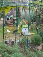 Eglu Cube stor hønsegård og Eglu Go hønsegård inne i Omlet walk in chicken run