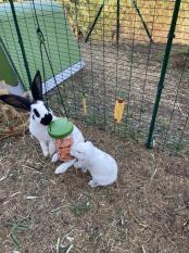 Grønn Eglu og løp med kaniner som spiser Godbiter fra Caddi
