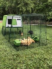En stor grønn Eglu Cube hønsegård med et løp vedlagt og mange brune kyllinger inni