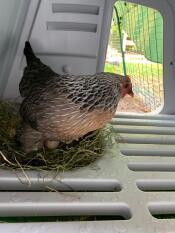 En kylling som dekker eggene hennes i huset hennes