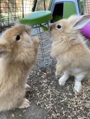 To kaniner som oppdager Disco sin