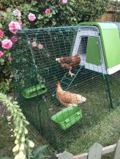 2 kyllinger streifer rundt i det nye gården deres og løper