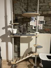 En grå katt som sitter på en hylle på kattetreet sitt