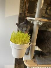 En grå katt ved siden av planten installert på hans innendørs kattetre