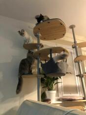 Katter på innendørs Freestyle av rachel stanbury