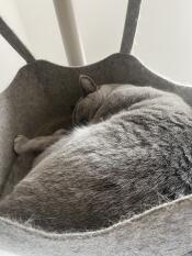 En grå katt som sover rolig i hengekøyen til kattetreet sitt