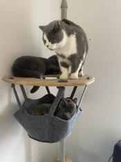 Tre katter som deler hyllen til kattetreet sitt