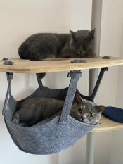 To grå katter som slapper av på kattetreet sitt