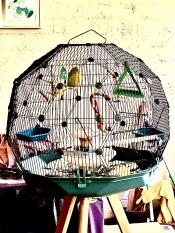 Fuglene elsker det nye Omlet Geo fugleburet sitt!