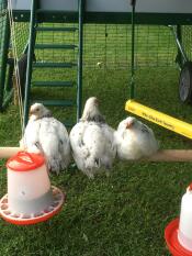 Kyllinger på Omlet universal kyllingabbor i løp av Eglu Cube stort hønsehus